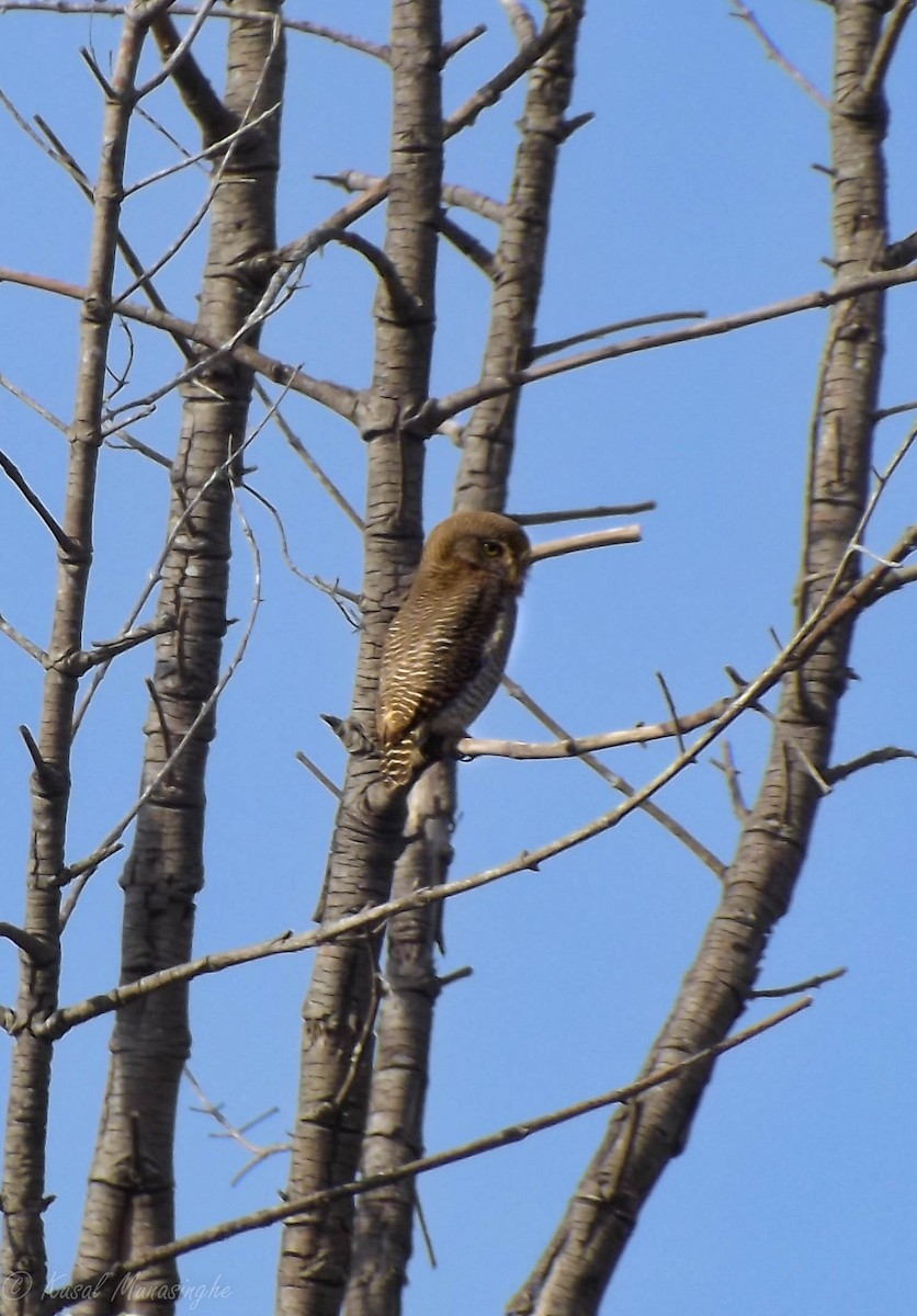 Jungle Owlet - Kusal Munasinghe