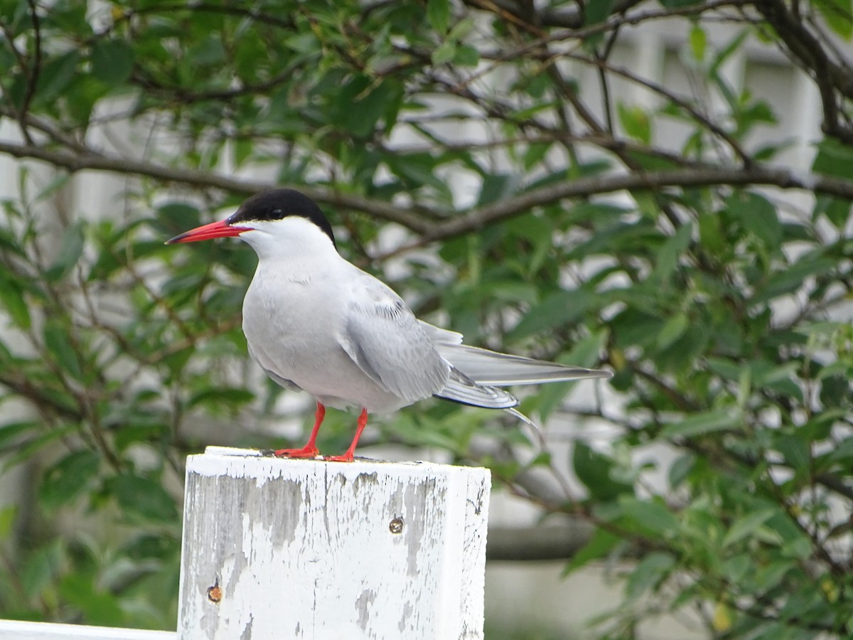 Common Tern - ML607924261