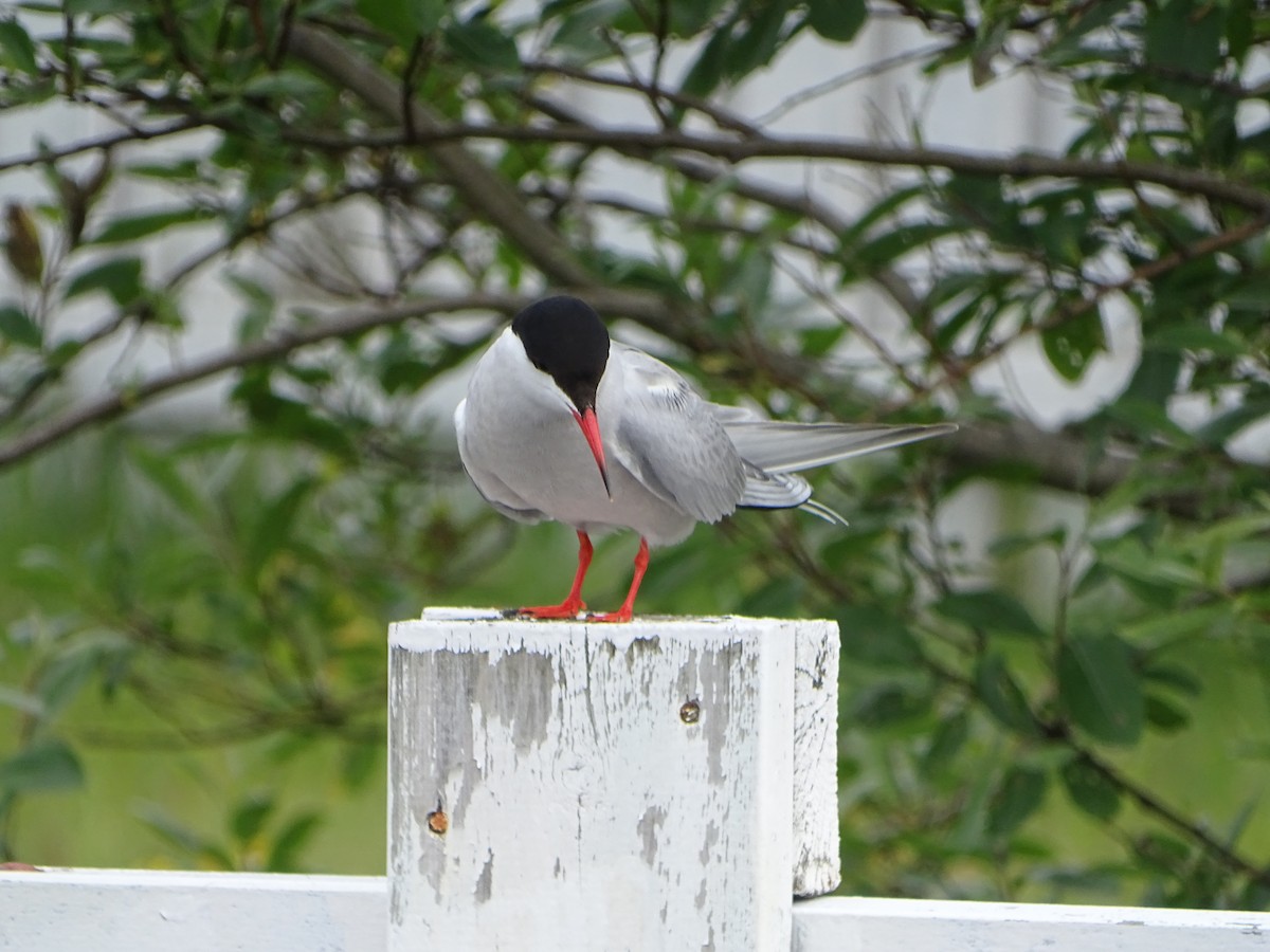 Common Tern - ML607924271