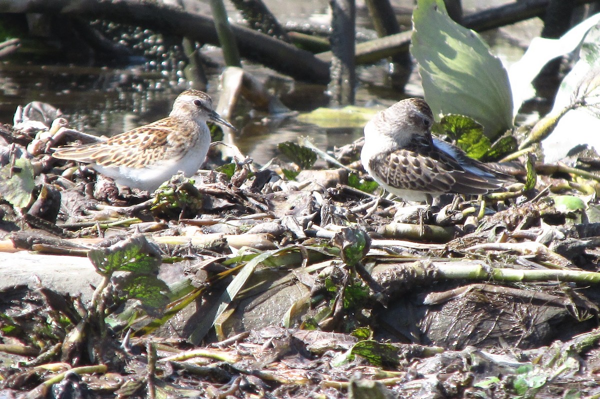 Least Sandpiper - ML607924291