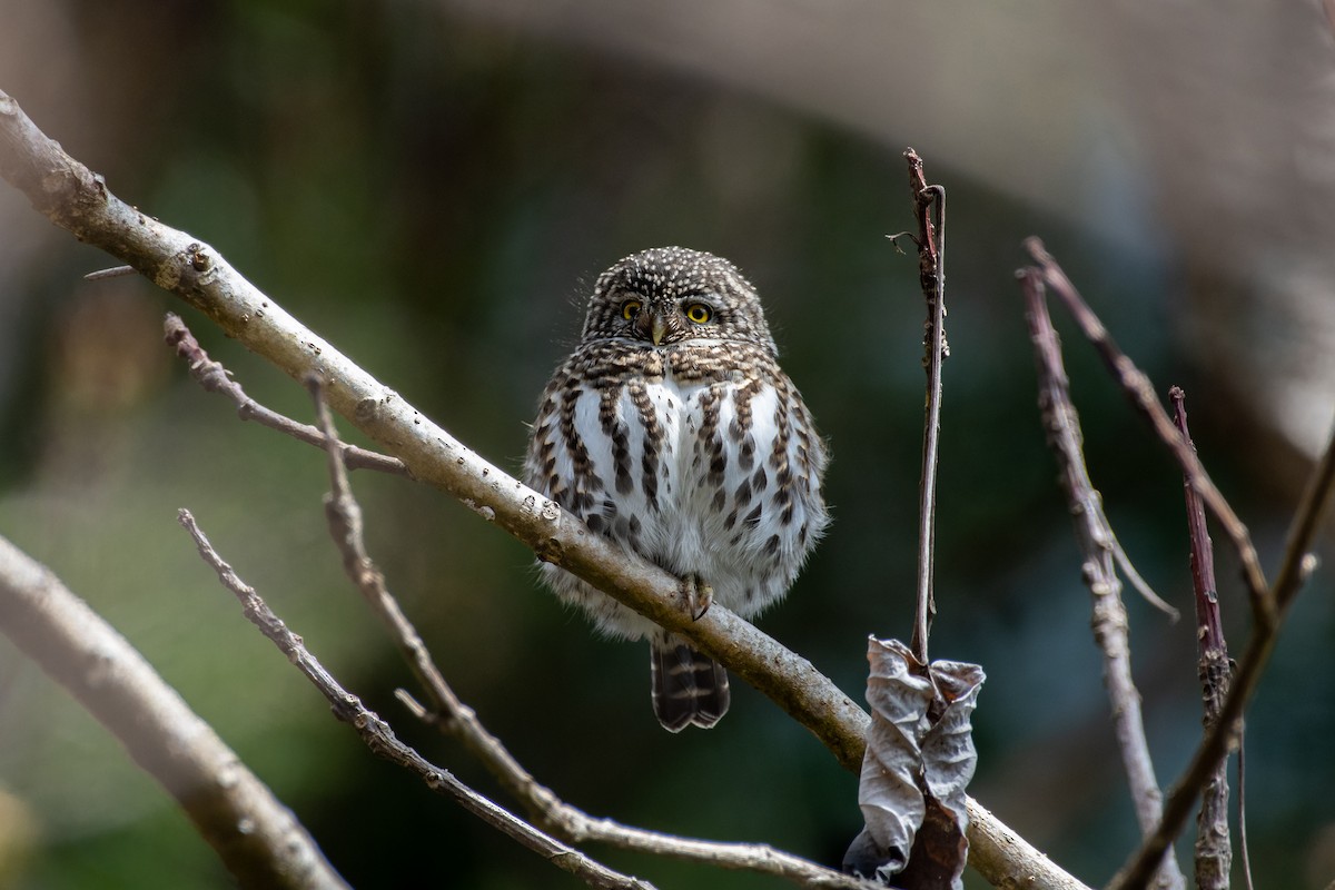 Collared Owlet - ML607924771
