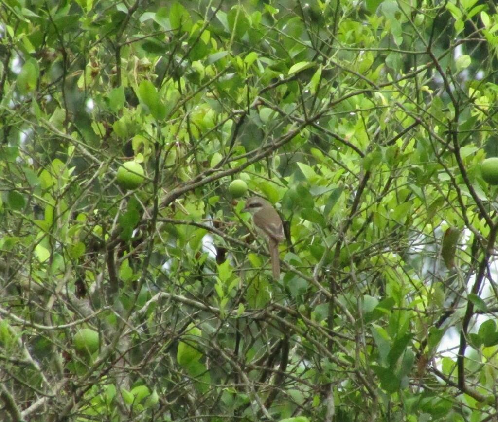 Brown Shrike - ML607924811