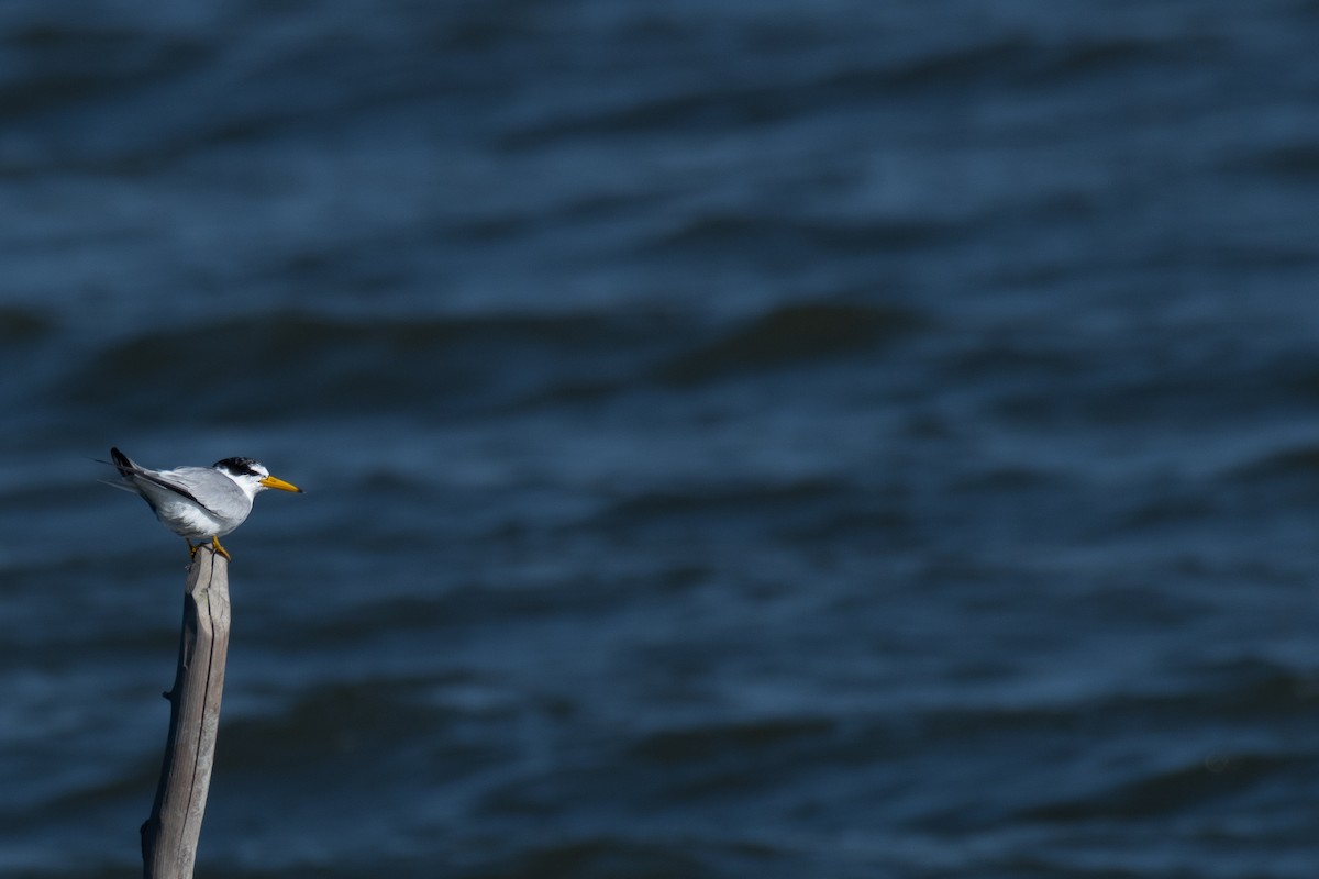 Yellow-billed Tern - Victor Castanho