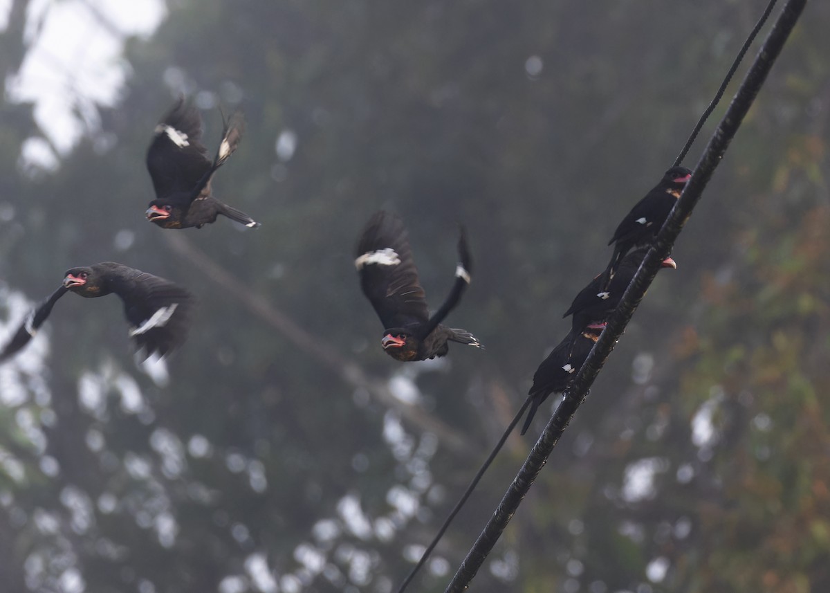 Dusky Broadbill - Ayuwat Jearwattanakanok