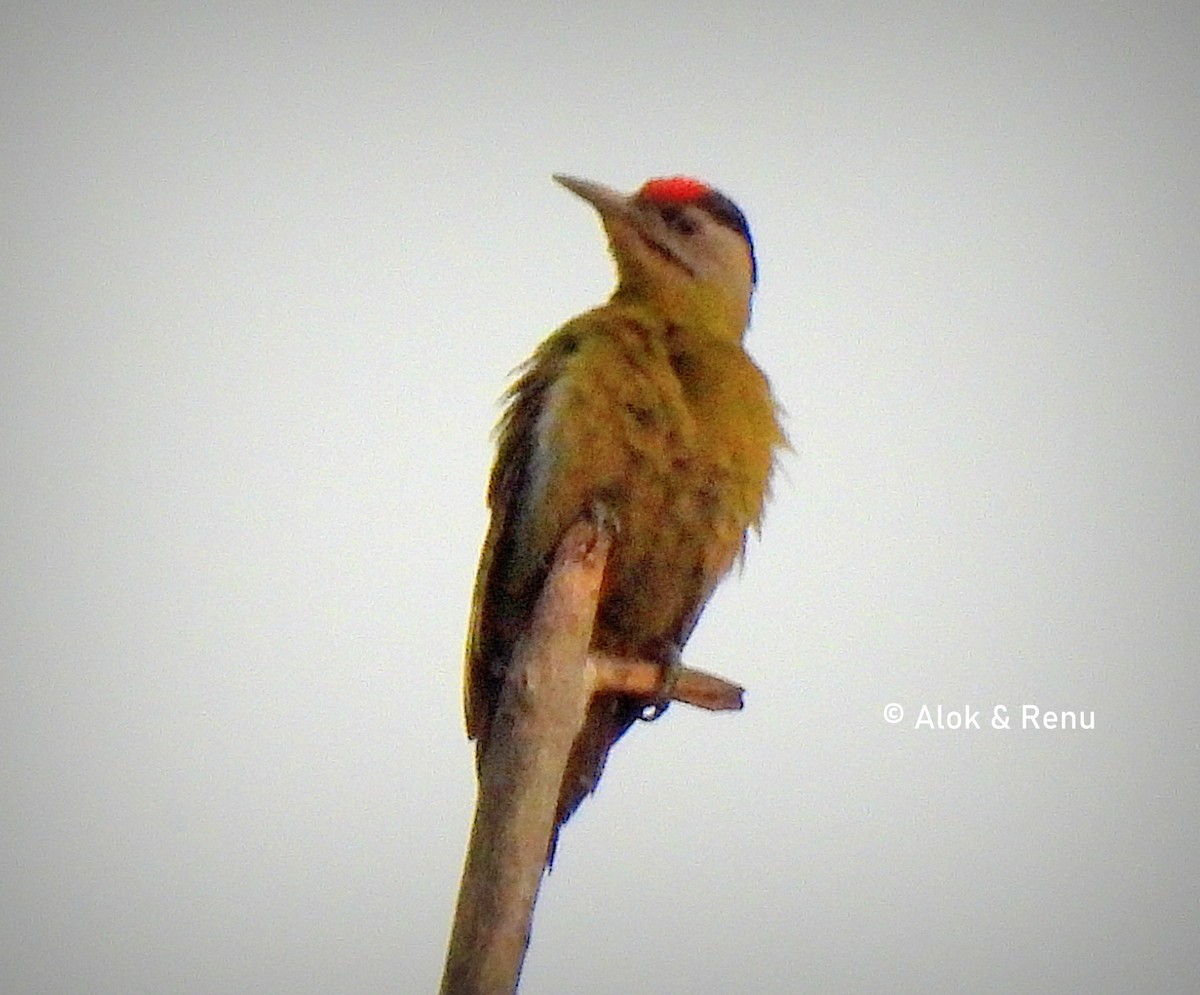 Fulvous-breasted Woodpecker - ML607925291