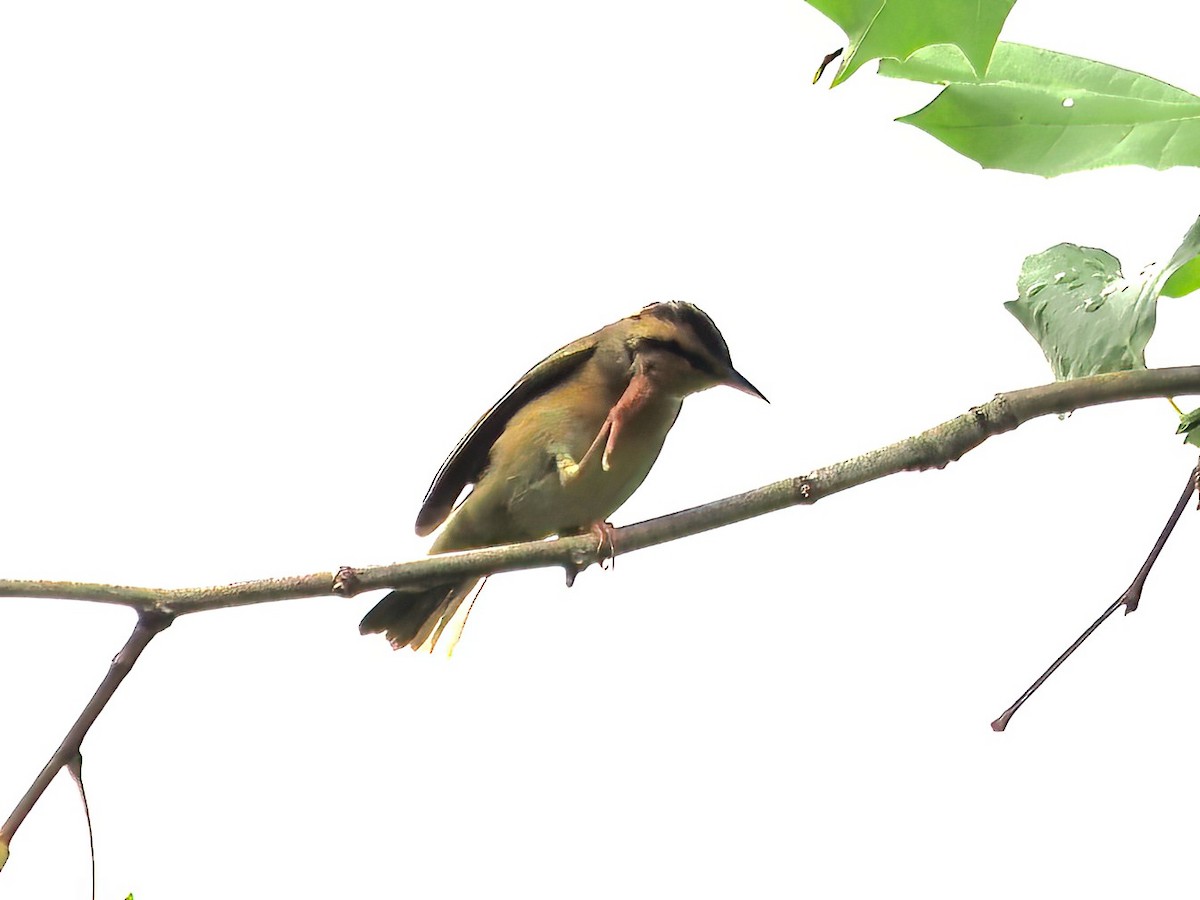 Worm-eating Warbler - ML607925661