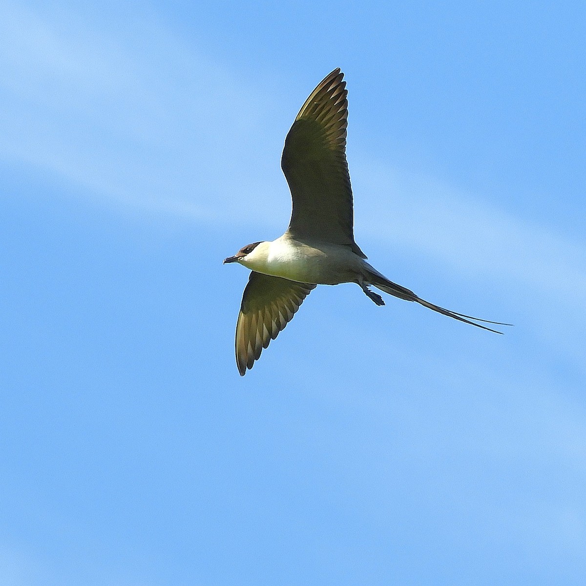 Long-tailed Jaeger - ML607925901