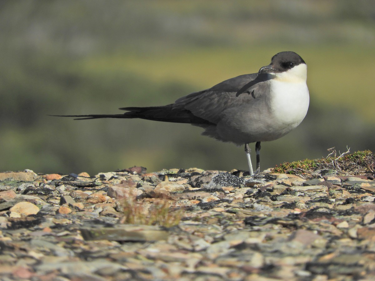 Long-tailed Jaeger - ML607925931