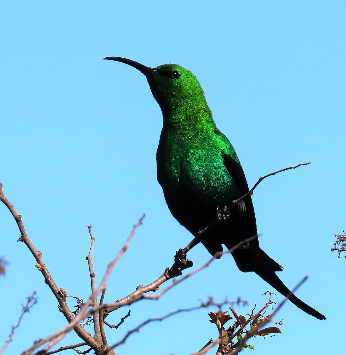 Malachite Sunbird - ML607925961