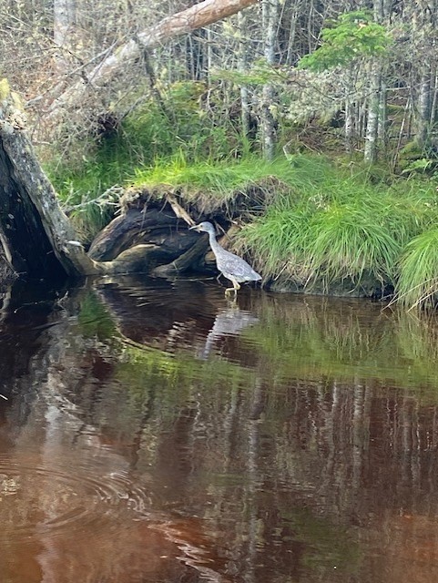 Yellow-crowned Night Heron - CB_Bird_Reports Data