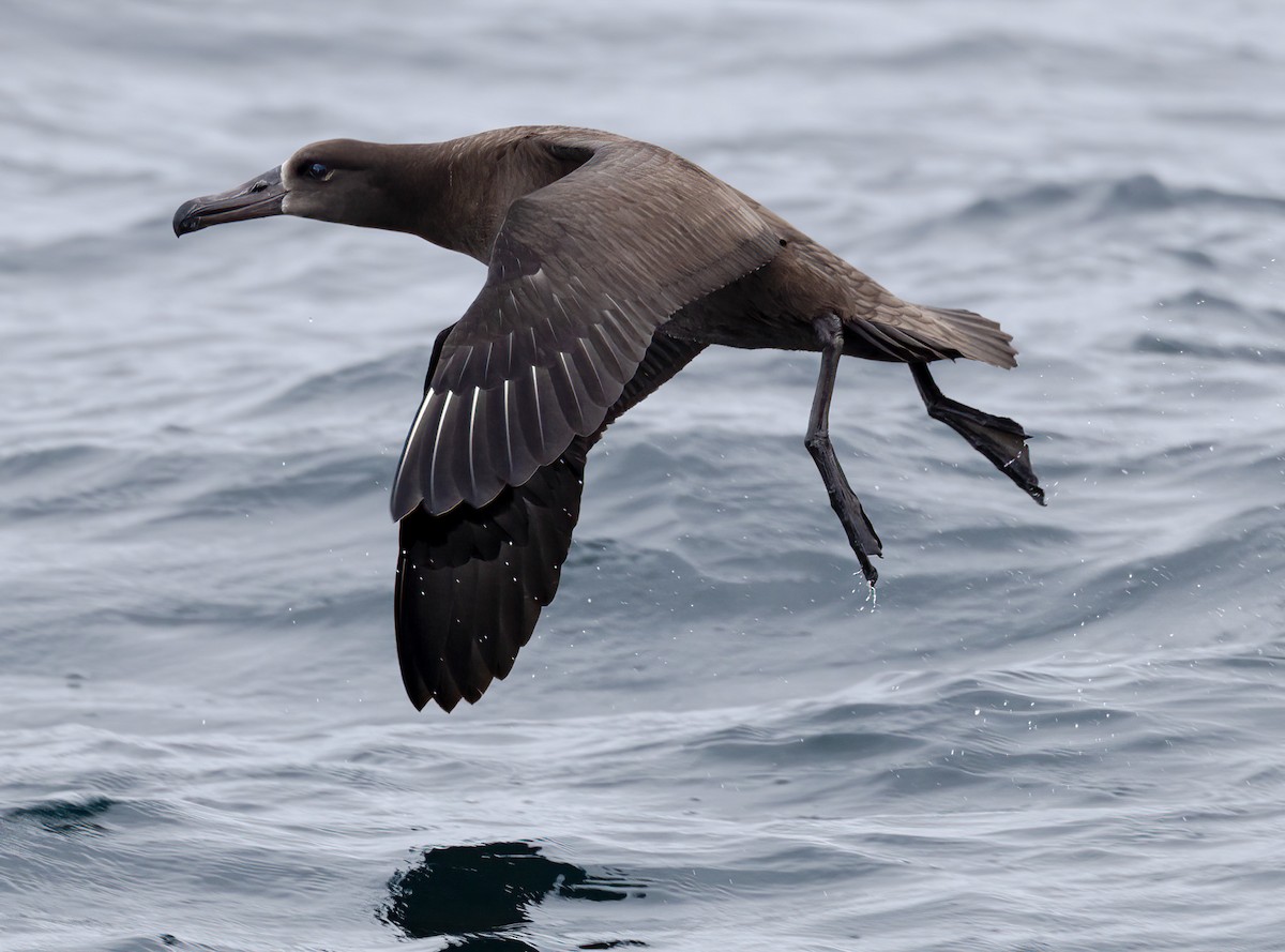 Albatros à pieds noirs - ML607926421