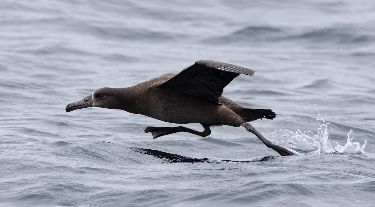 Albatros à pieds noirs - ML607926431