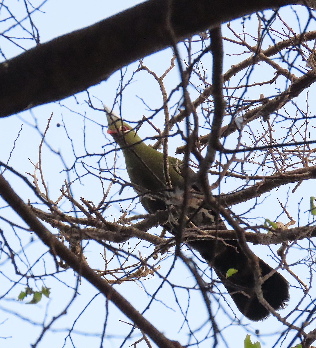 Livingstone's Turaco - ML607926751