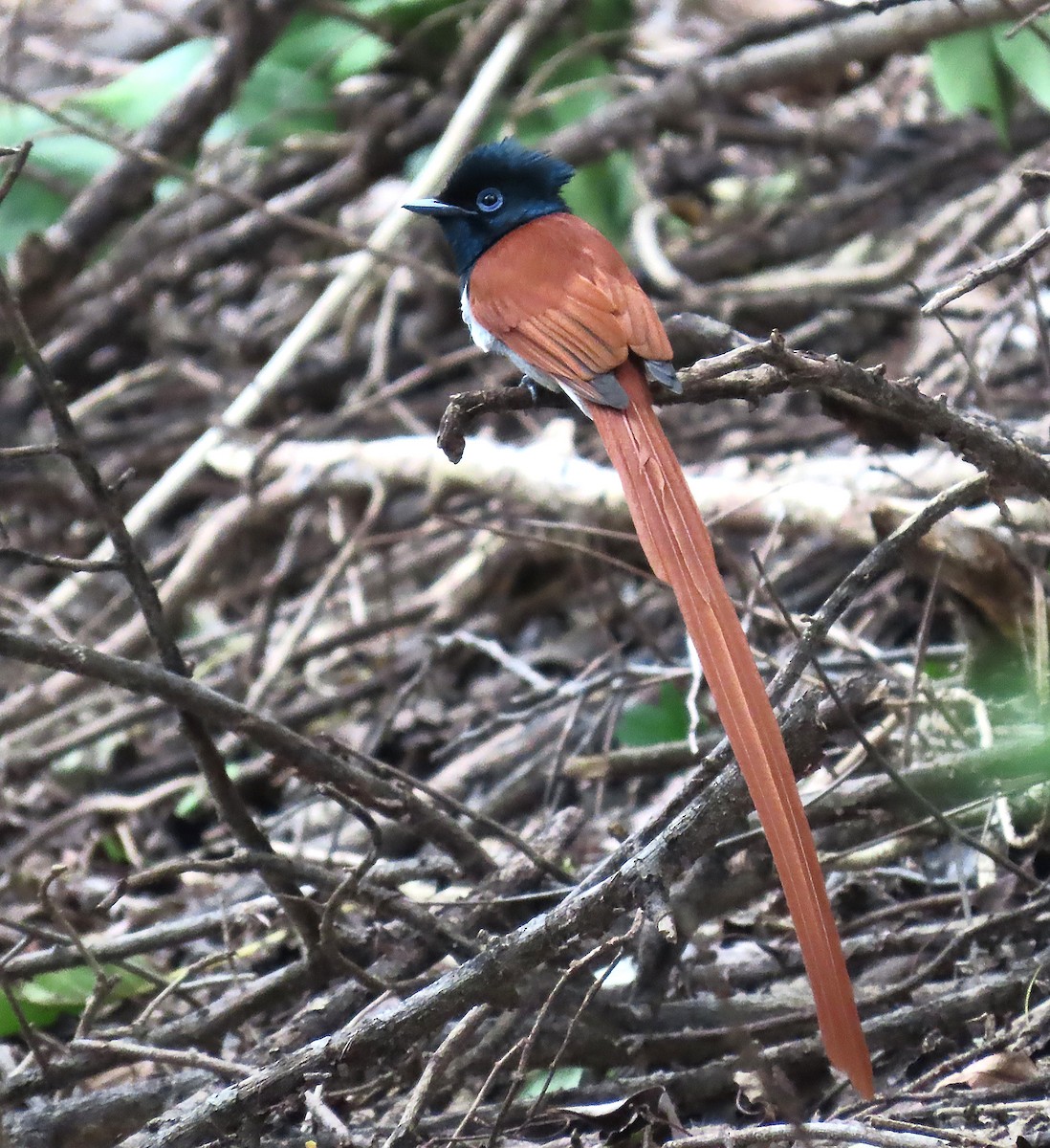 African Paradise-Flycatcher - ML607926841