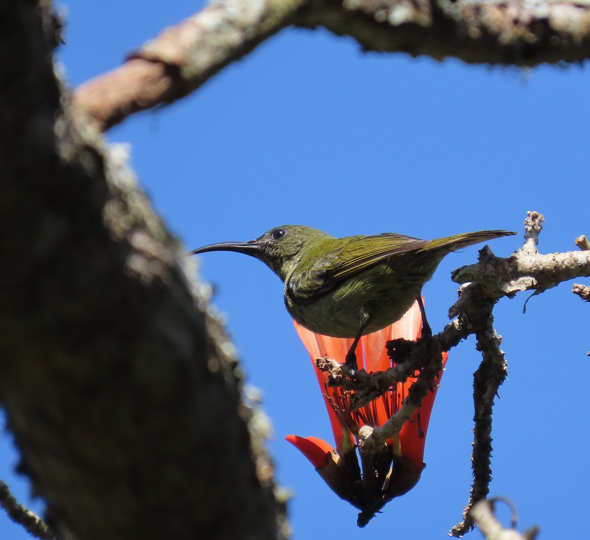 Olive Sunbird - sylvain Uriot