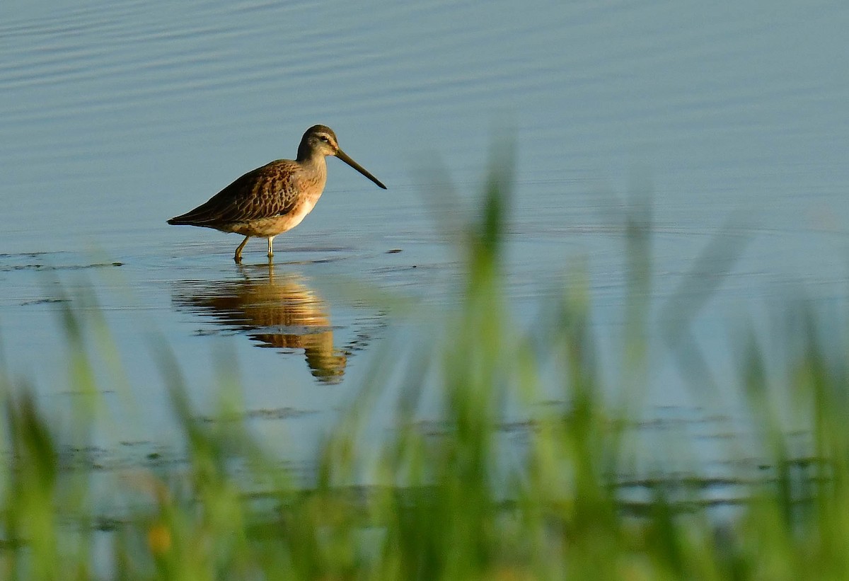 Long-billed Dowitcher - ML607927271