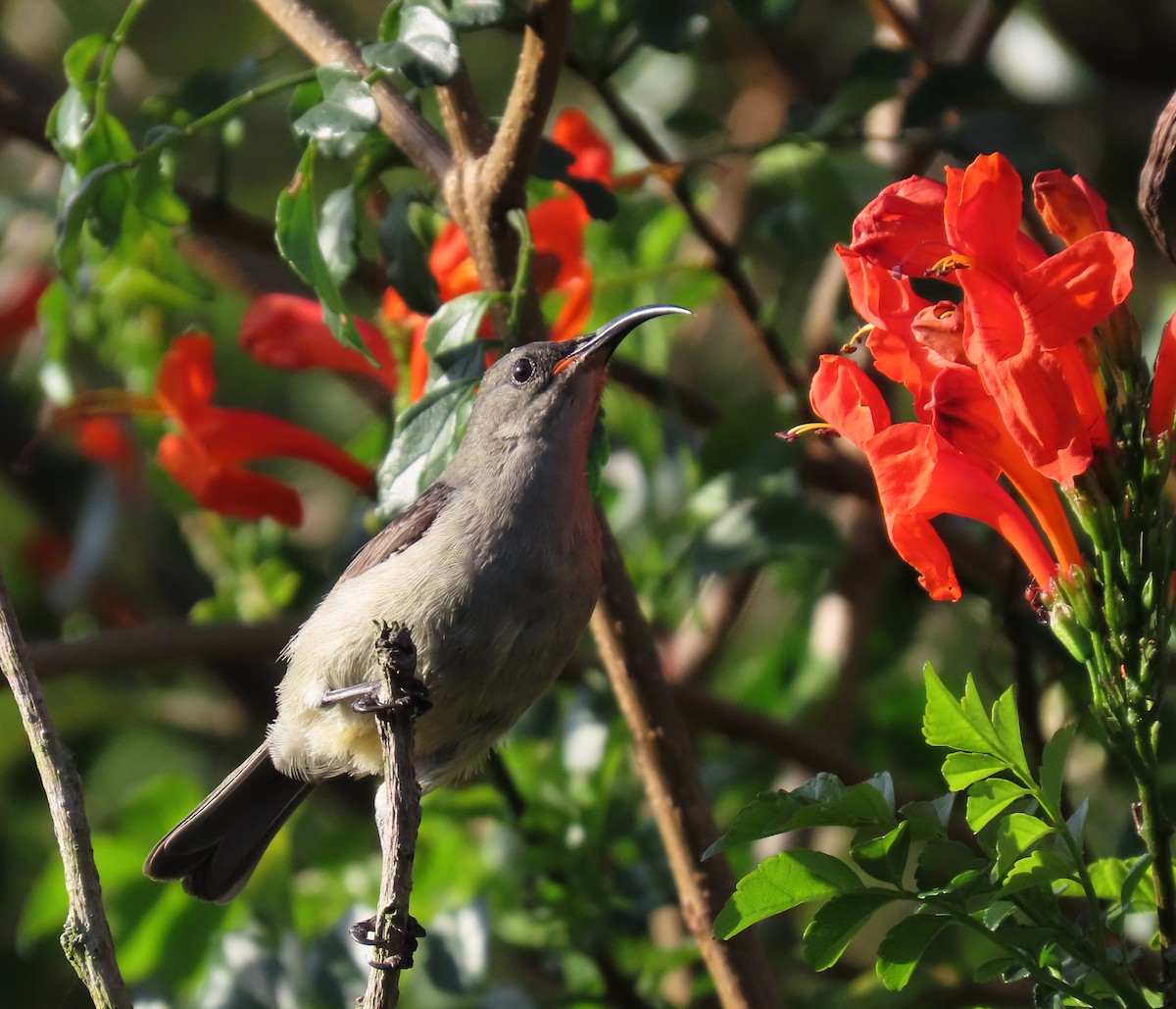 Mouse-colored Sunbird - sylvain Uriot