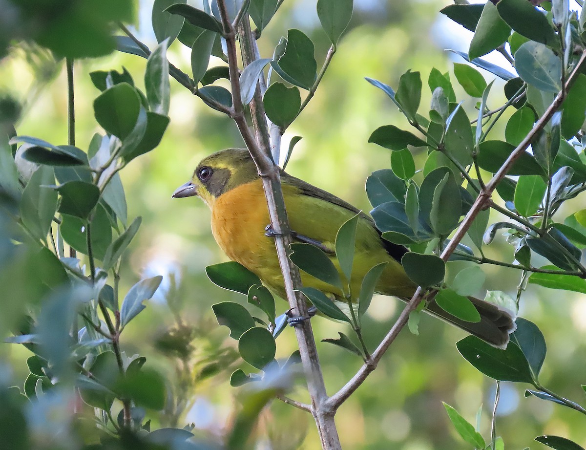 Olive Bushshrike - ML607927481