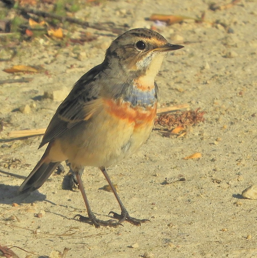 Bluethroat - ML607928751