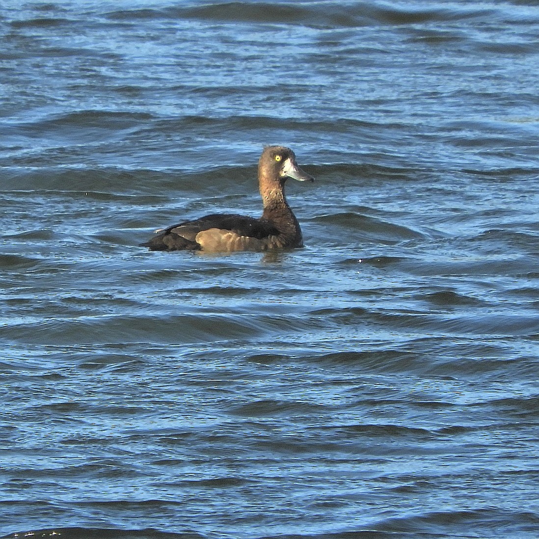 Greater Scaup - ML607928991