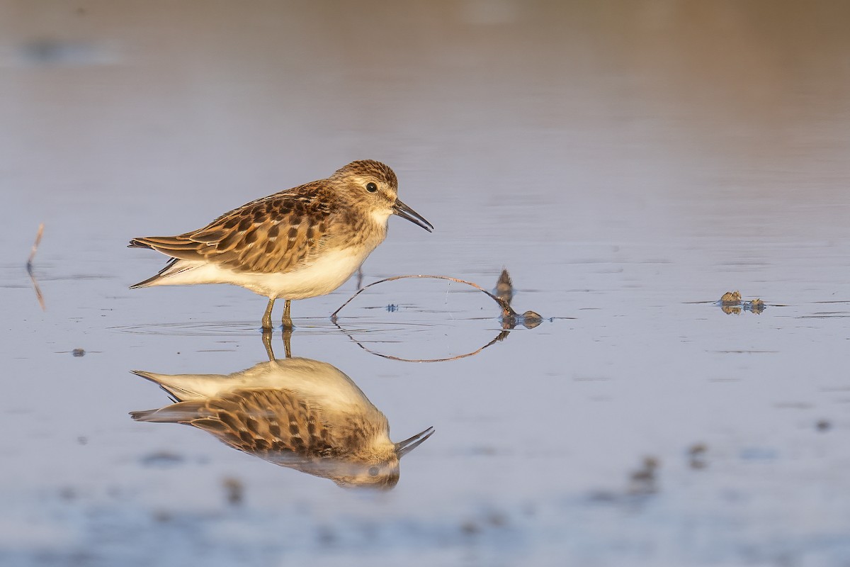 Least Sandpiper - Miles Tindal