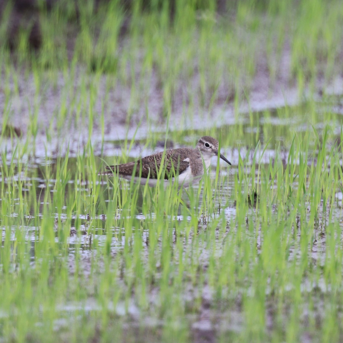 Common Sandpiper - Ching Chai Liew