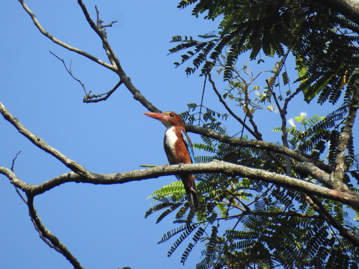 White-throated Kingfisher - ML607930961