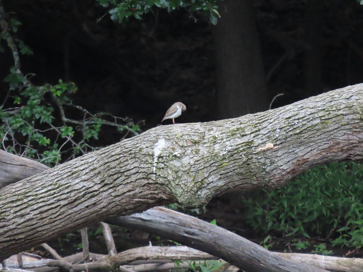 Spotted Sandpiper - ML607931531