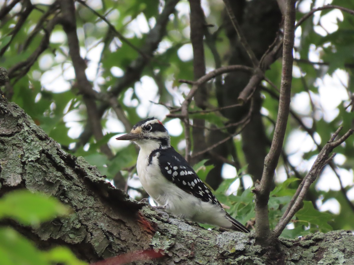 Hairy Woodpecker - ML607931591