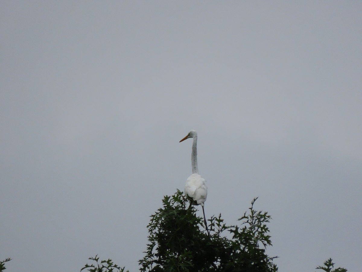 Great Egret - ML607931741