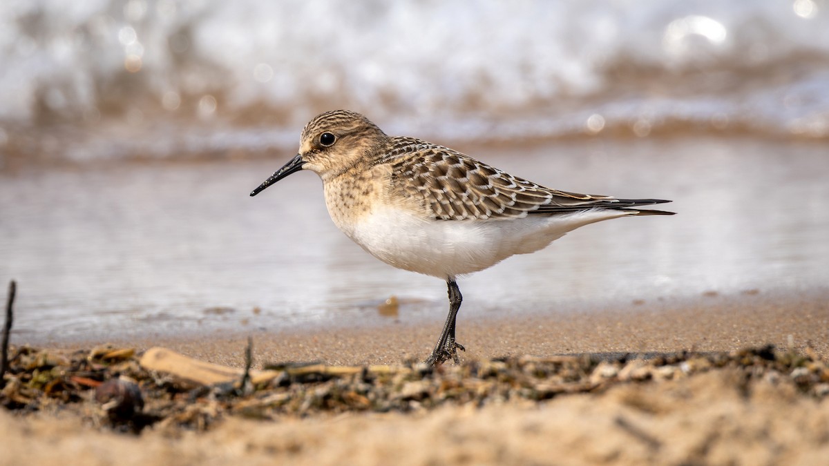 Baird's Sandpiper - Jim Gain