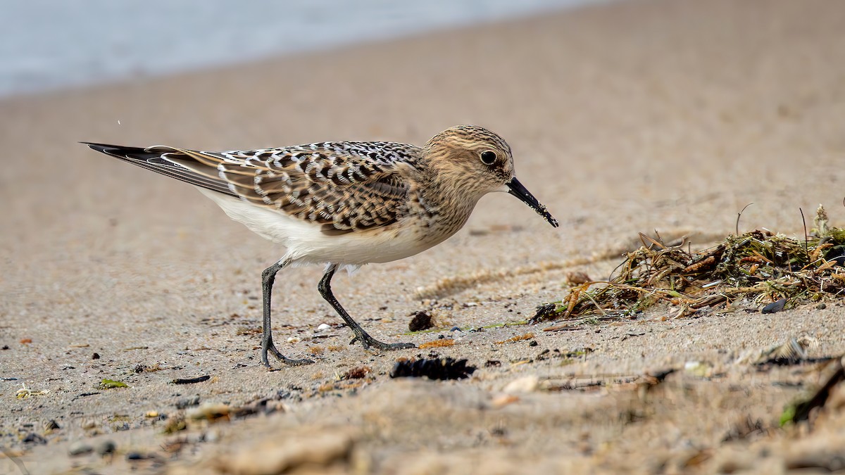 Baird's Sandpiper - Jim Gain