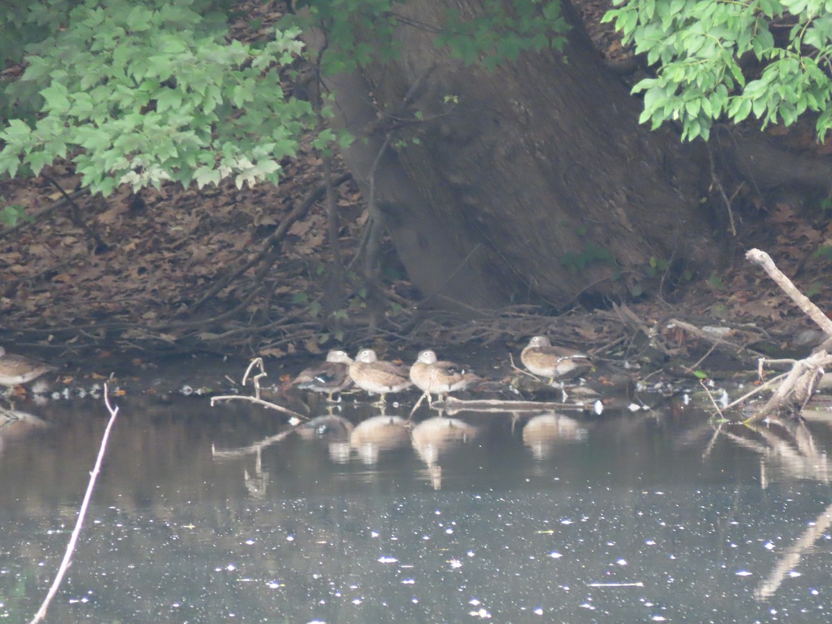 Wood Duck - ML607931941