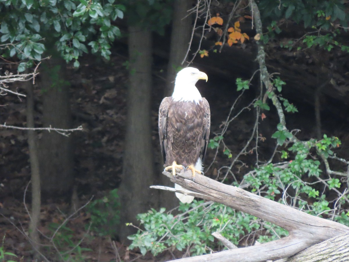 Bald Eagle - Rick Wright