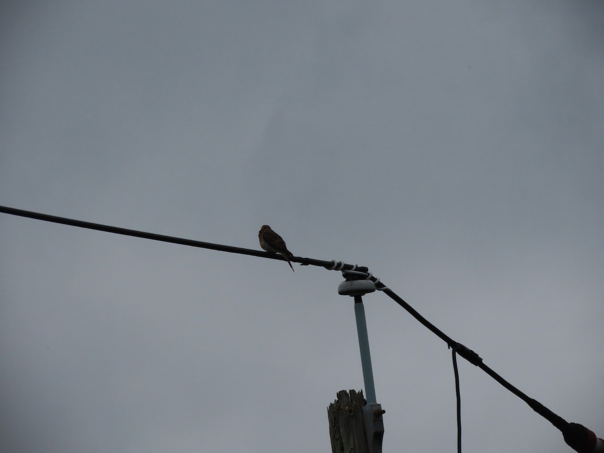 Mourning Dove - Rick Wright