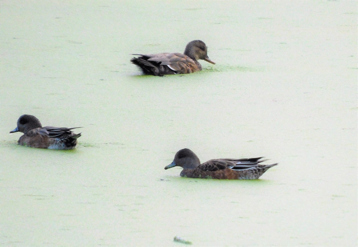 American Wigeon - Alfred Scott