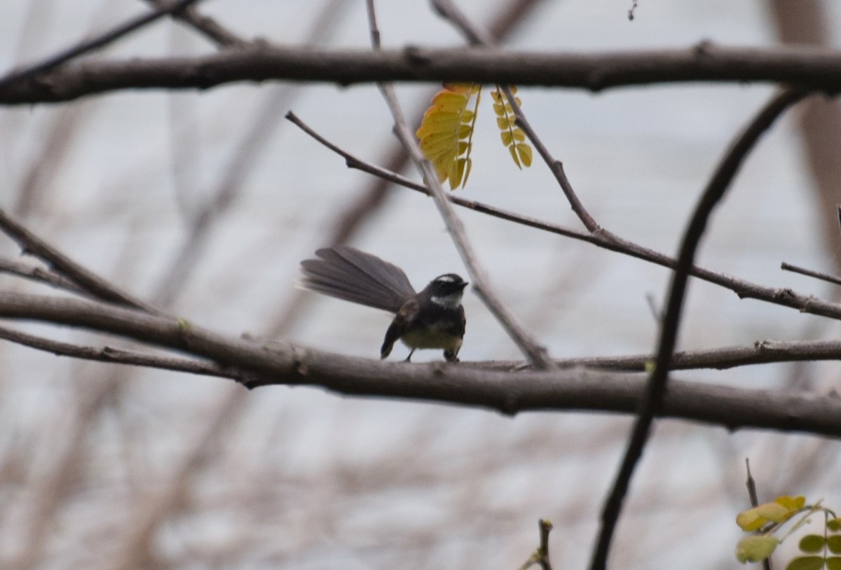 Spot-breasted Fantail - ML607933811
