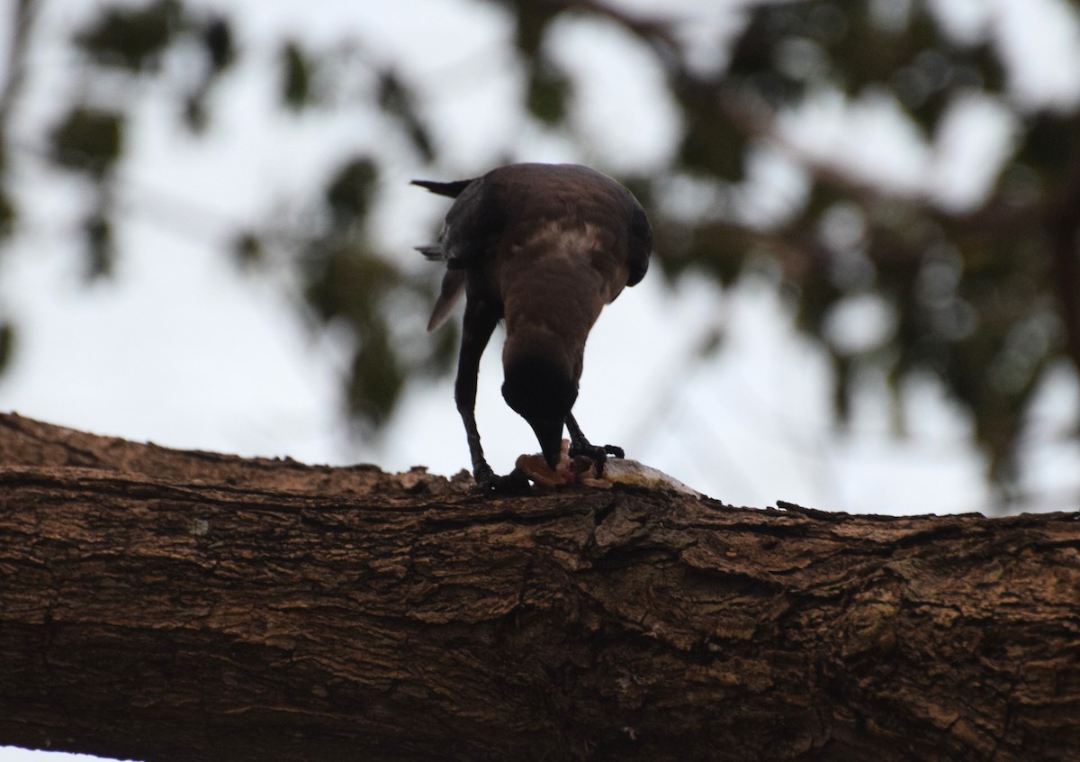 House Crow - ML607933921