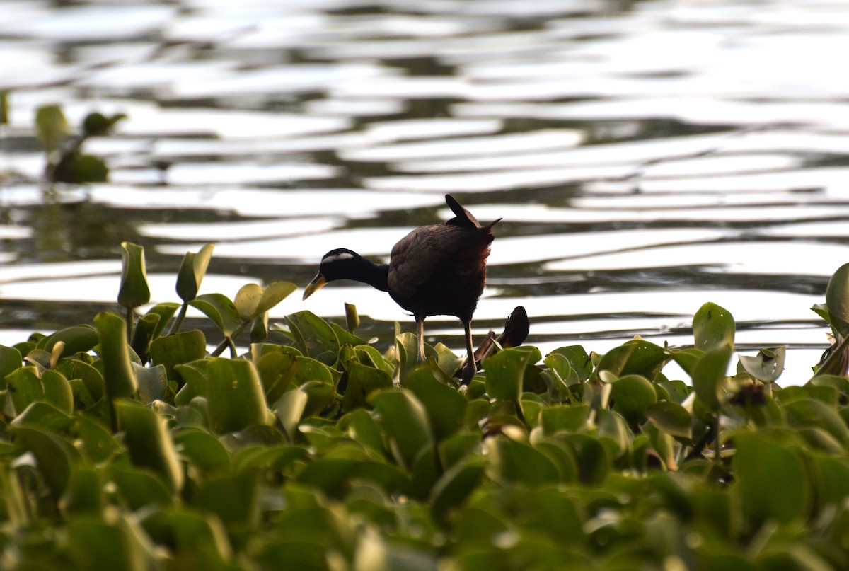 Bronze-winged Jacana - ML607934081