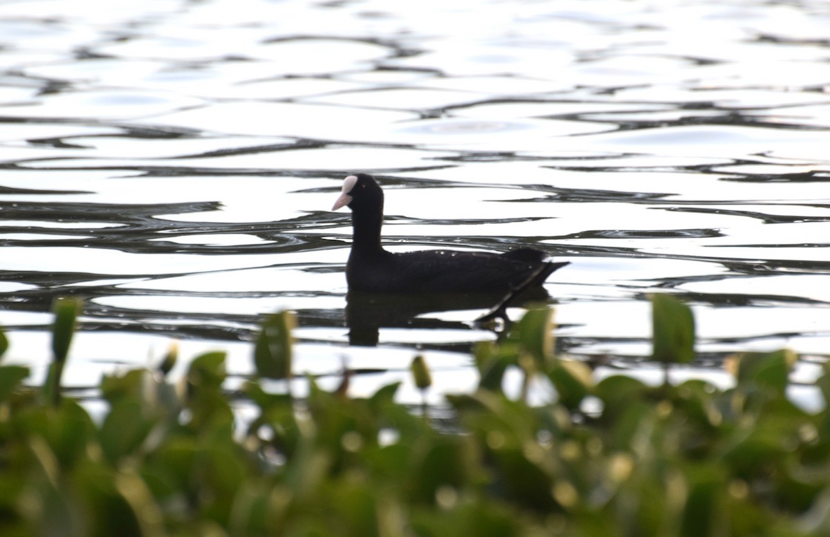 Eurasian Coot - ML607934121