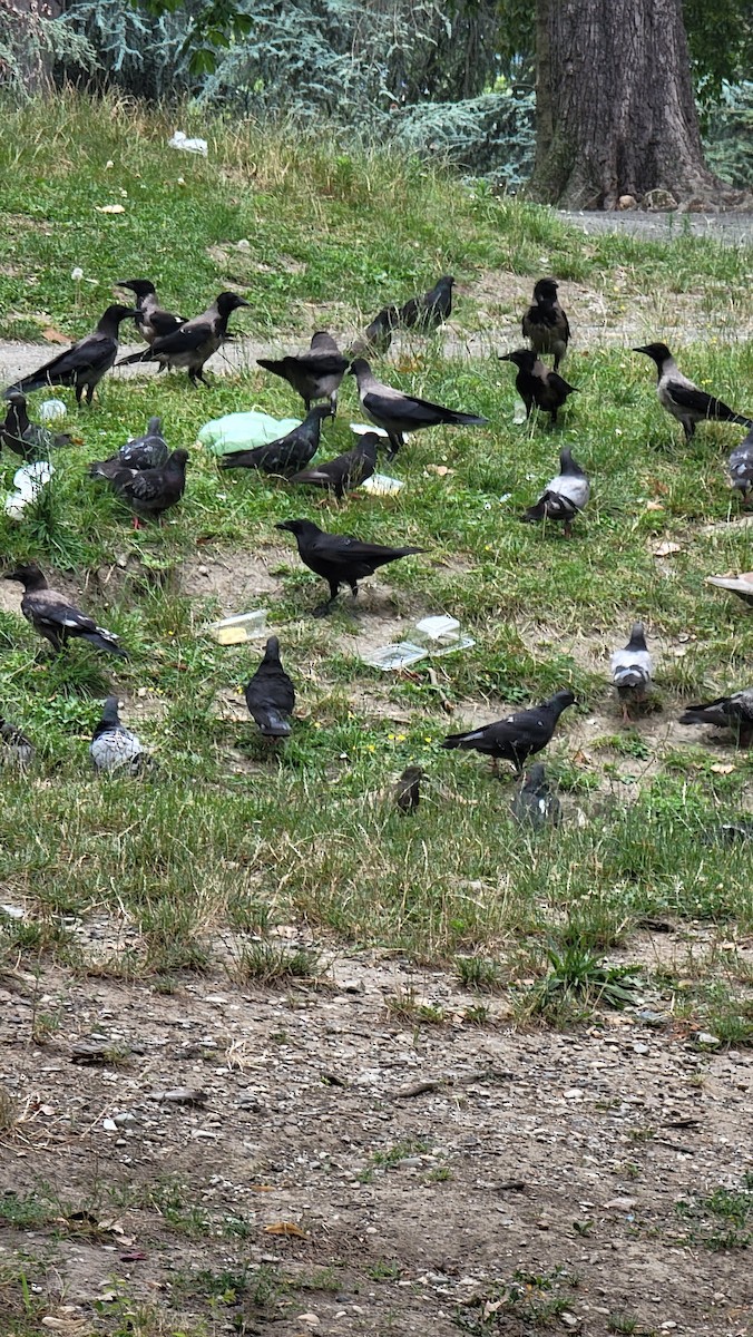 Hooded Crow - ML607934541