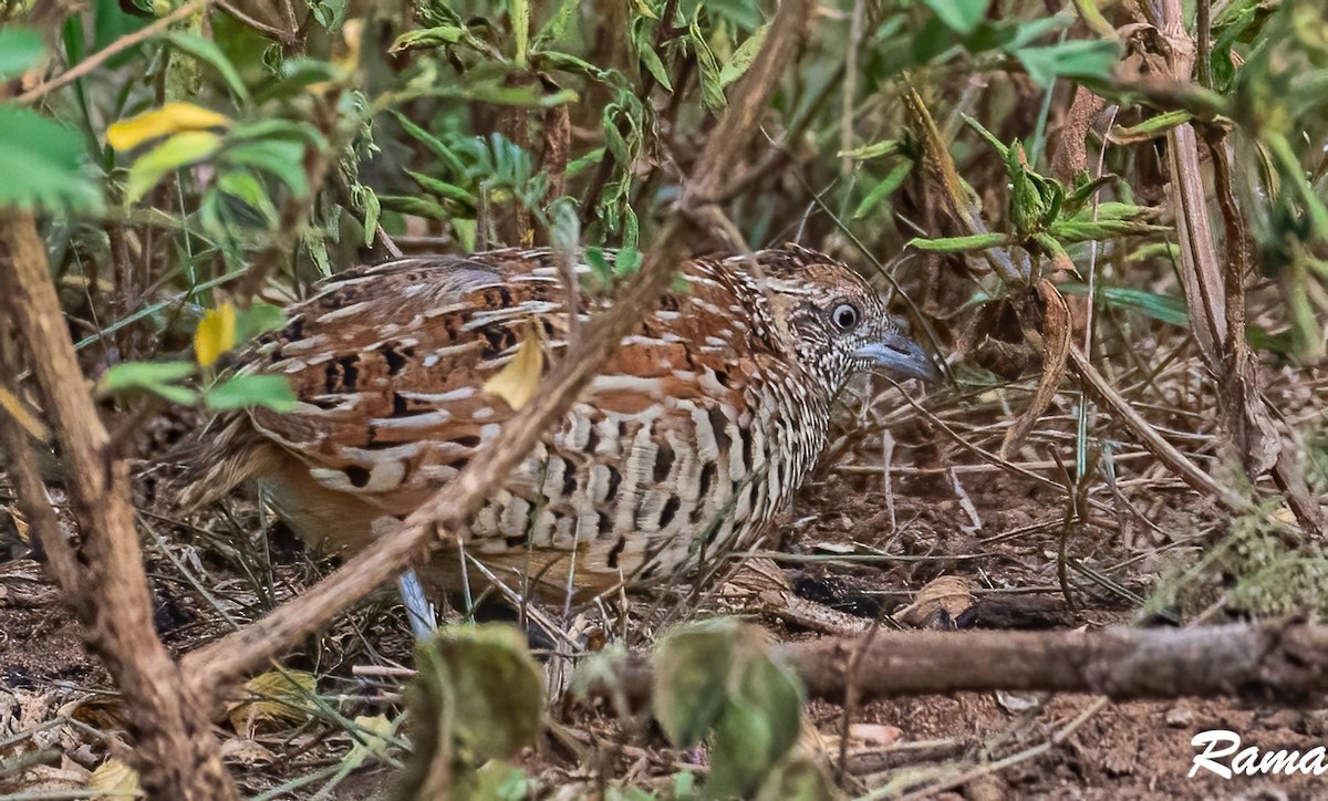 Barred Buttonquail - Rama Neelamegam