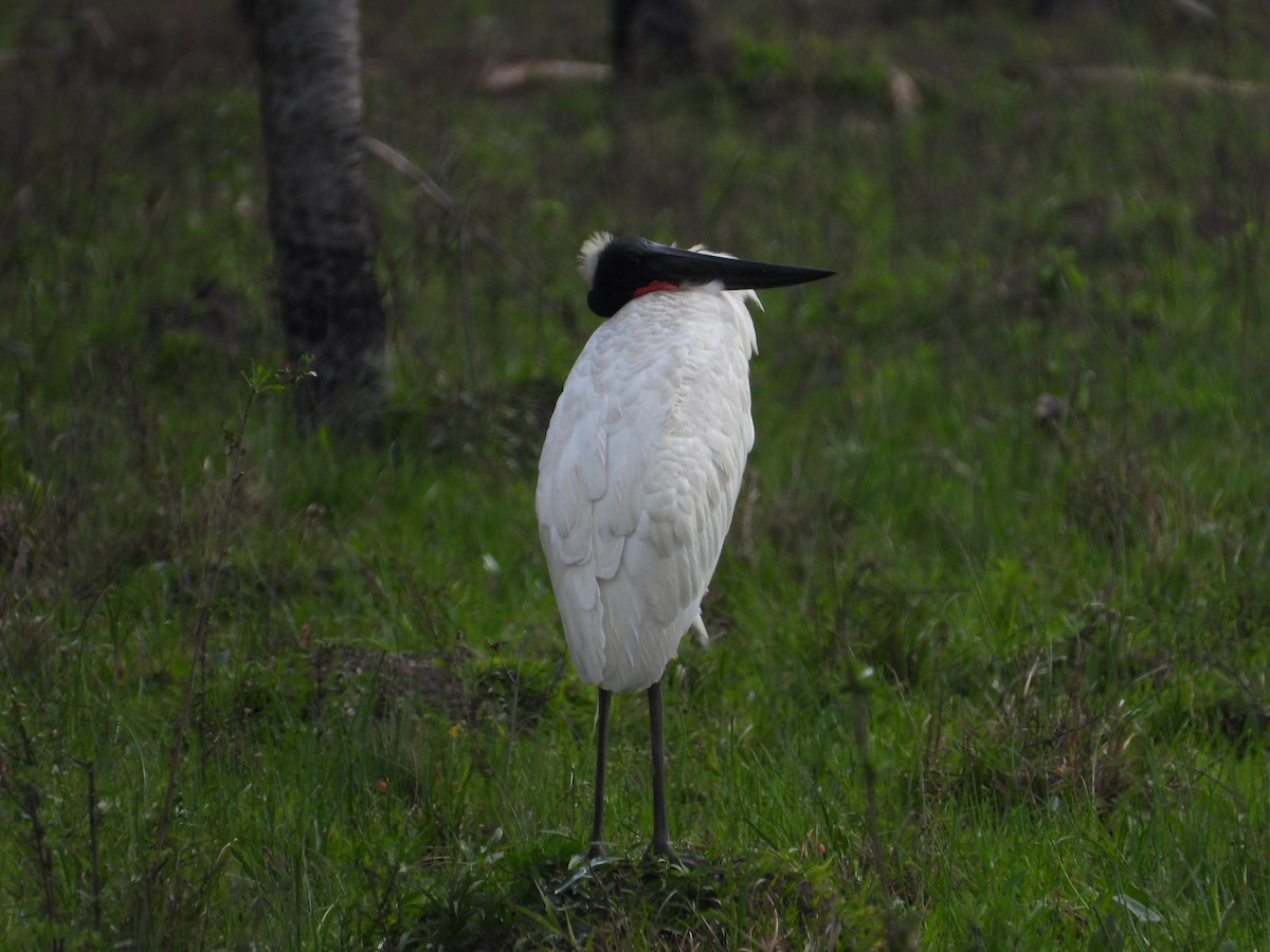 čáp jabiru - ML607934601