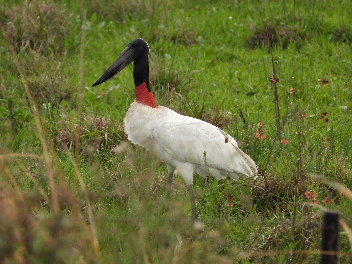 čáp jabiru - ML607934611