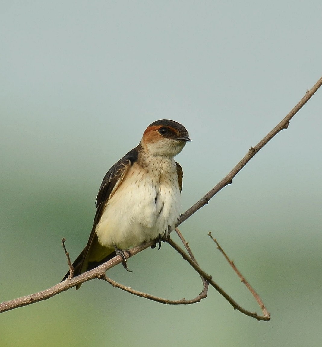 Red-rumped Swallow - paramnoor singh  antaal