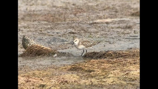 Semipalmated Sandpiper - ML607935591