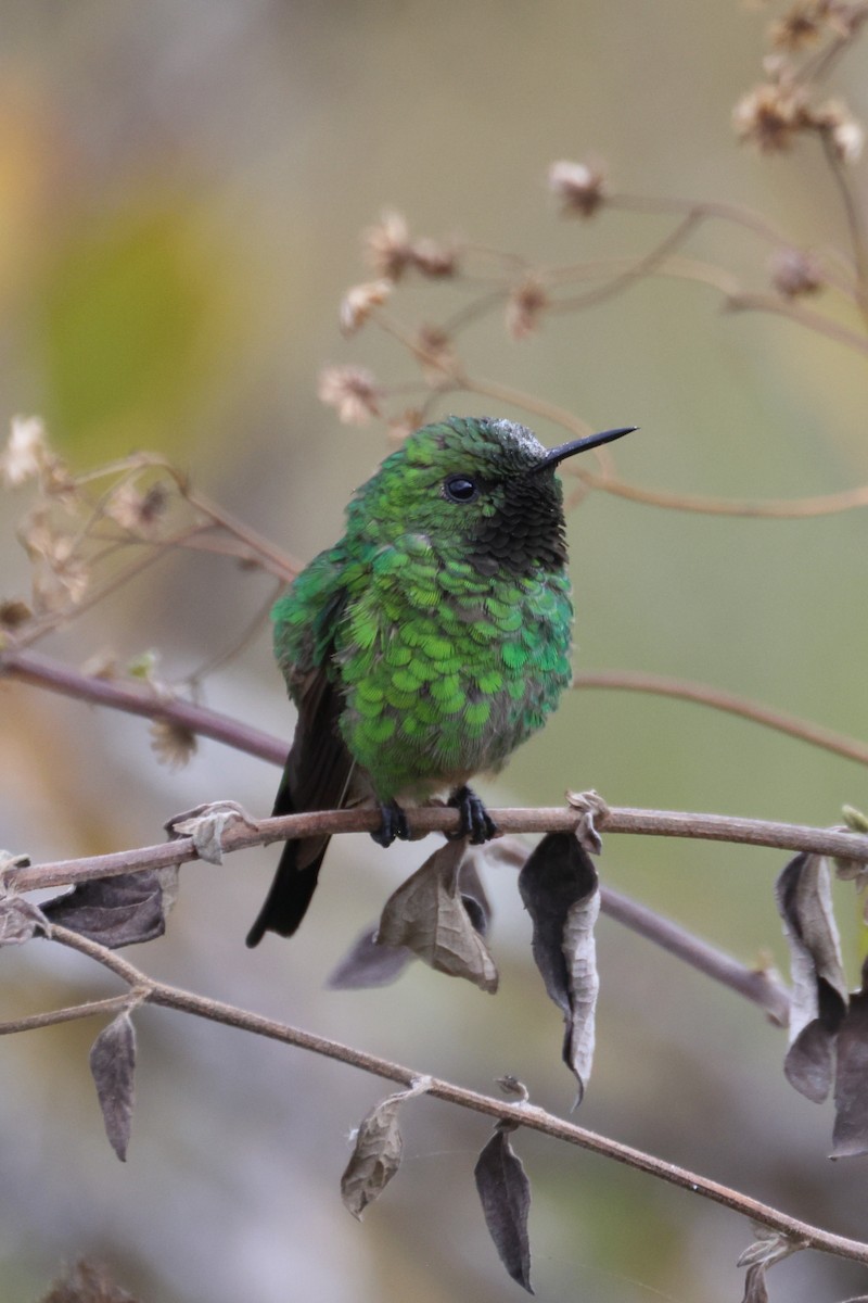 Green-tailed Trainbearer - Manuel Roncal