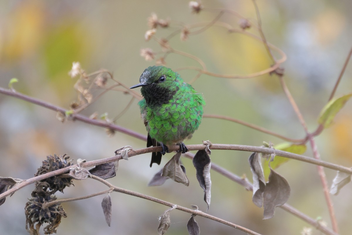 Green-tailed Trainbearer - ML607936271