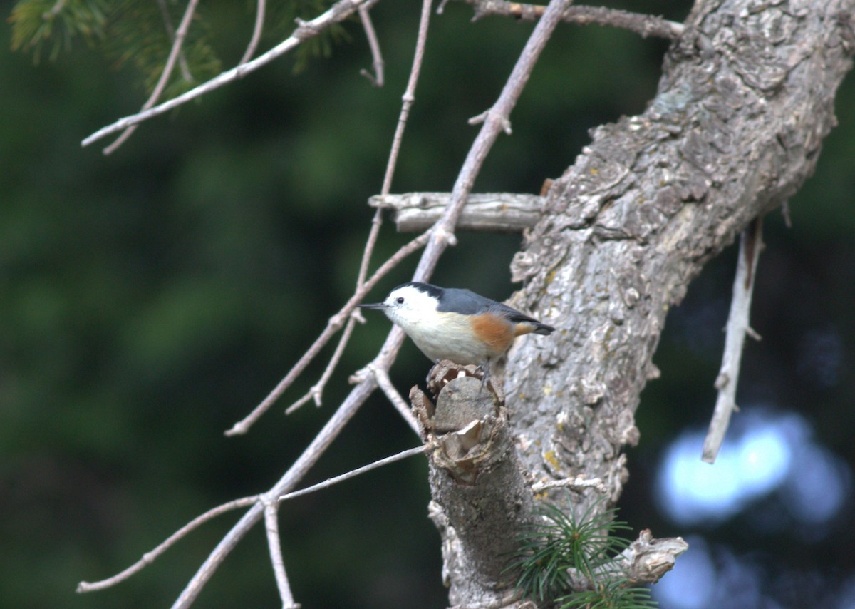 White-cheeked Nuthatch - ML607936361