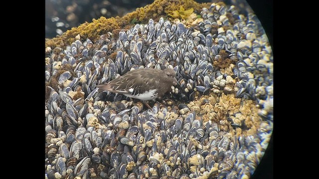 Black Turnstone - ML607937101